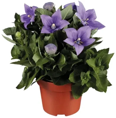 Plant Assortment (e.g. Dianthus / Balloon Flower)