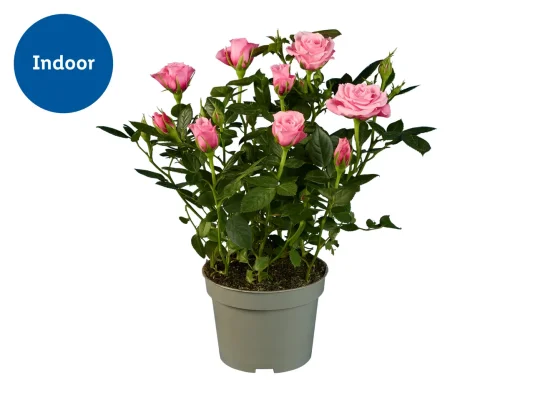Mini Rose Plant 26-30cm Height, 10.5cm Pot Diameter