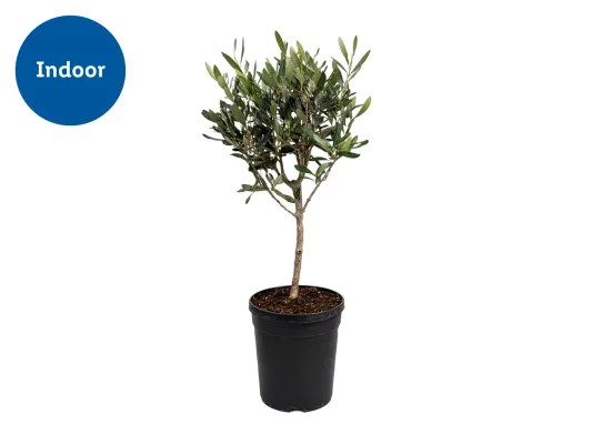 Olive Tree 45-55cm Height, 14cm Pot