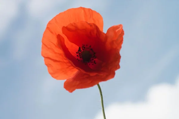 Remembrance Weekend Free Return Rail Travel for Bereaved Military Families (7-8 Nov 2026)
