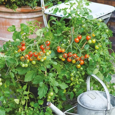 DT Brown Cascading Bush Tomato Seeds (Blight Resistant, Cherry-Sized Fruit)
