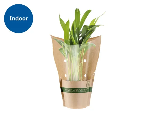 Air Purifying Plants 14-18cm Height, 12cm Pot Diameter